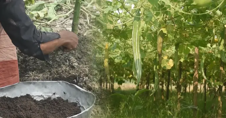 ফসলি খেত